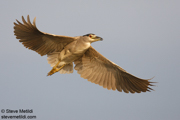 WADERS